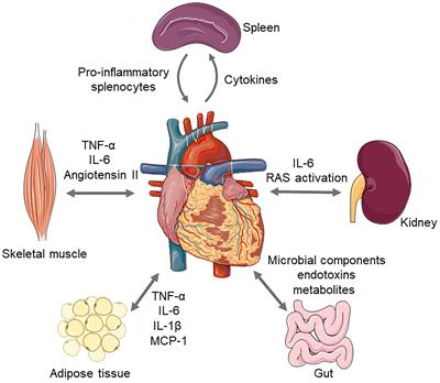 Inflammatory Cytokines, Immune Cells, and Organ Interactions in Heart Failure